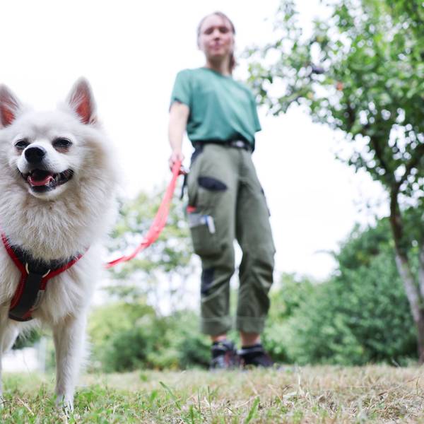 Die meisten Hunde im Kreis gibt es in Troisdorf, die wenigsten in Ruppichteroth. (Symbolbild)