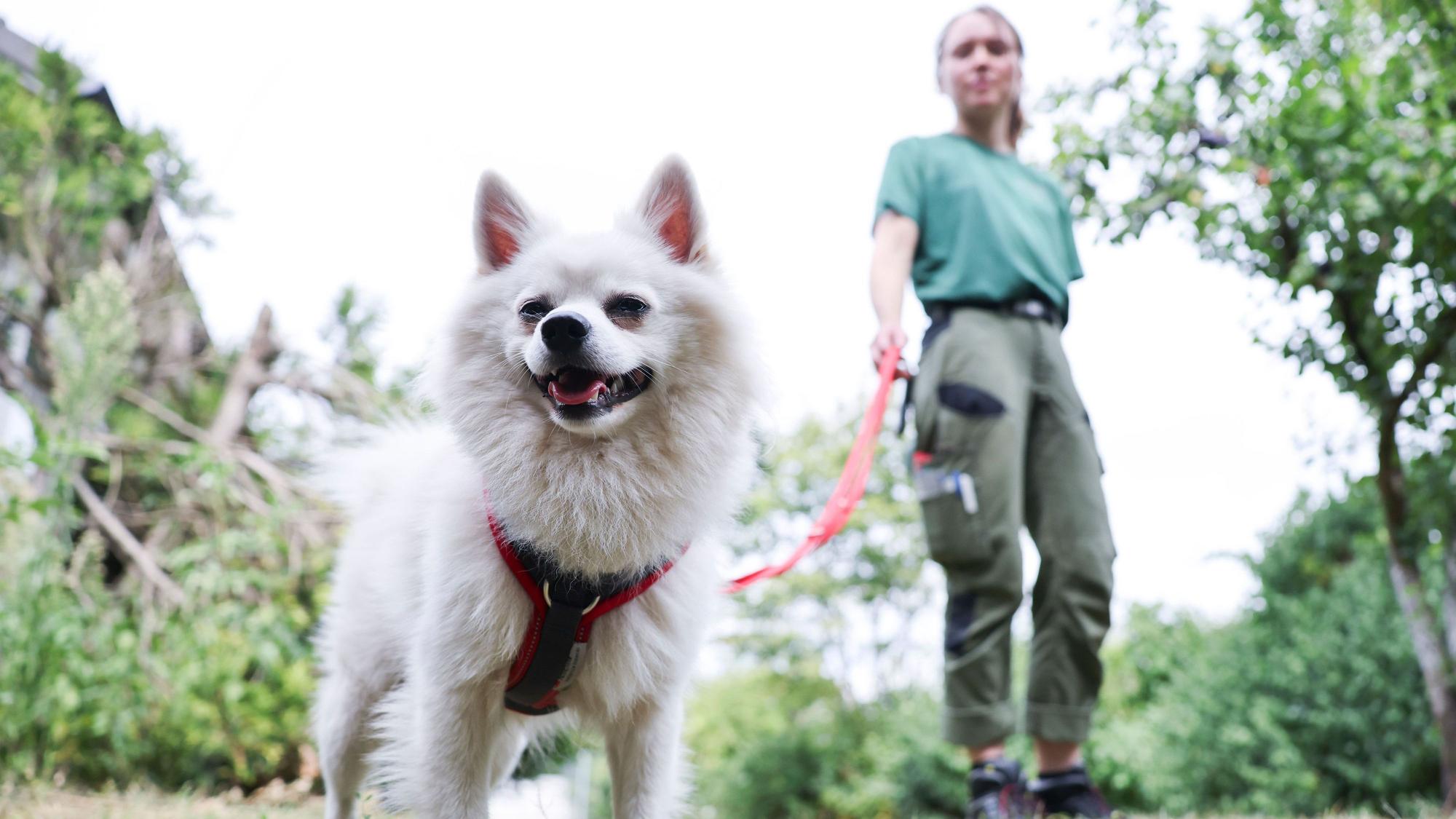 Die meisten Hunde im Kreis gibt es in Troisdorf, die wenigsten in Ruppichteroth. (Symbolbild)
