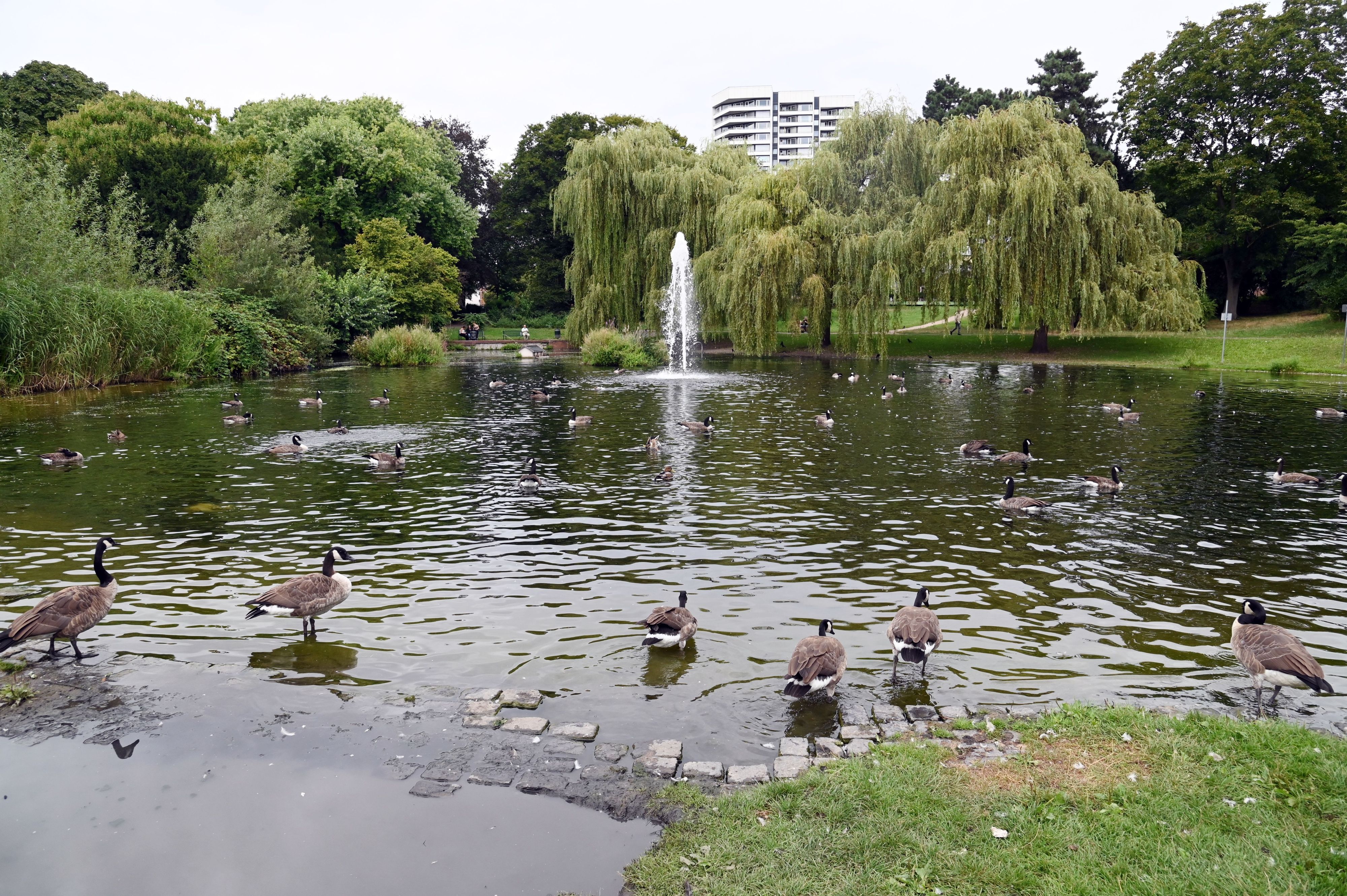 16.08.2024 Köln. Der Mülheimer Stadtgartenweiher im Mülheimer Stadtgarten. Foto: Alexander Schwaiger