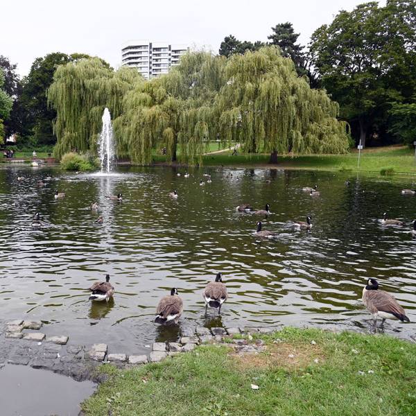 16.08.2024 Köln. Der Mülheimer Stadtgartenweiher im Mülheimer Stadtgarten. Foto: Alexander Schwaiger