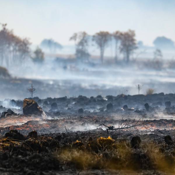 Rausch schwebt über der verbrannten Landschaft in der Nähe des Signal de Botrange am Ort des Brandes im Naturschutzgebiet Hohes Venn.