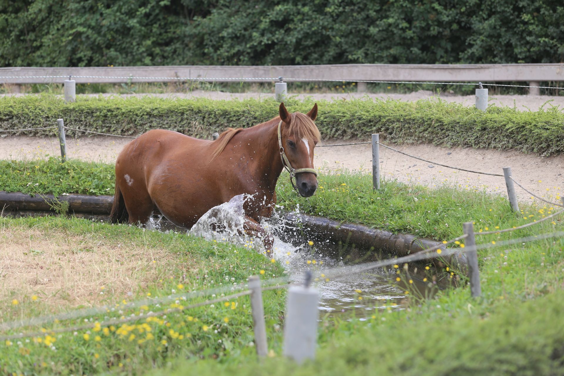 Wellness auch fürs Pferd: Wassertreten gehört zur vielseitigen Anlage.