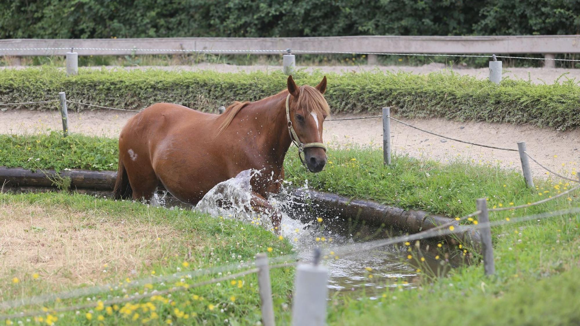 Wellness auch fürs Pferd: Wassertreten gehört zur vielseitigen Anlage.