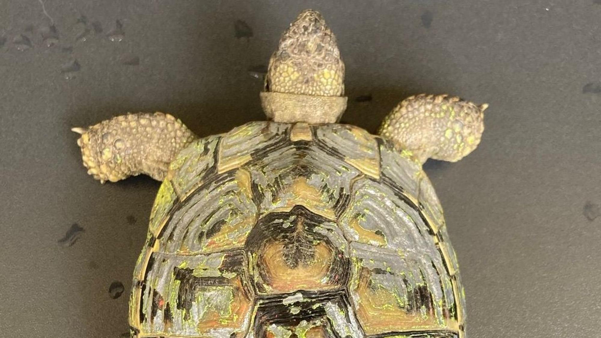 Das Bild zeigt eine Schildkröte, die mit gelber Farbe besprüht wurde.
