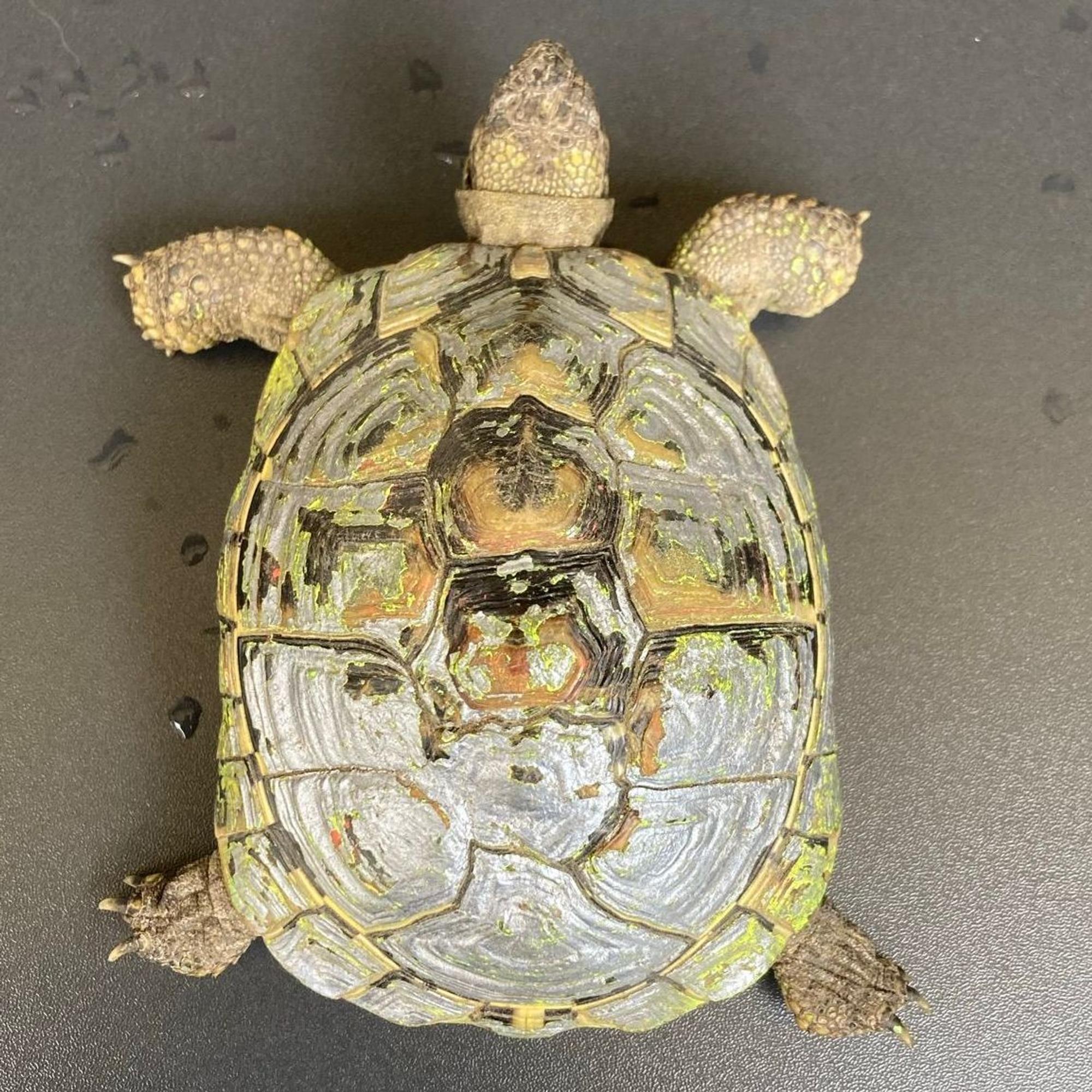 Das Bild zeigt einen Schildkröte, die mit gelber Farbe besprüht wurde.