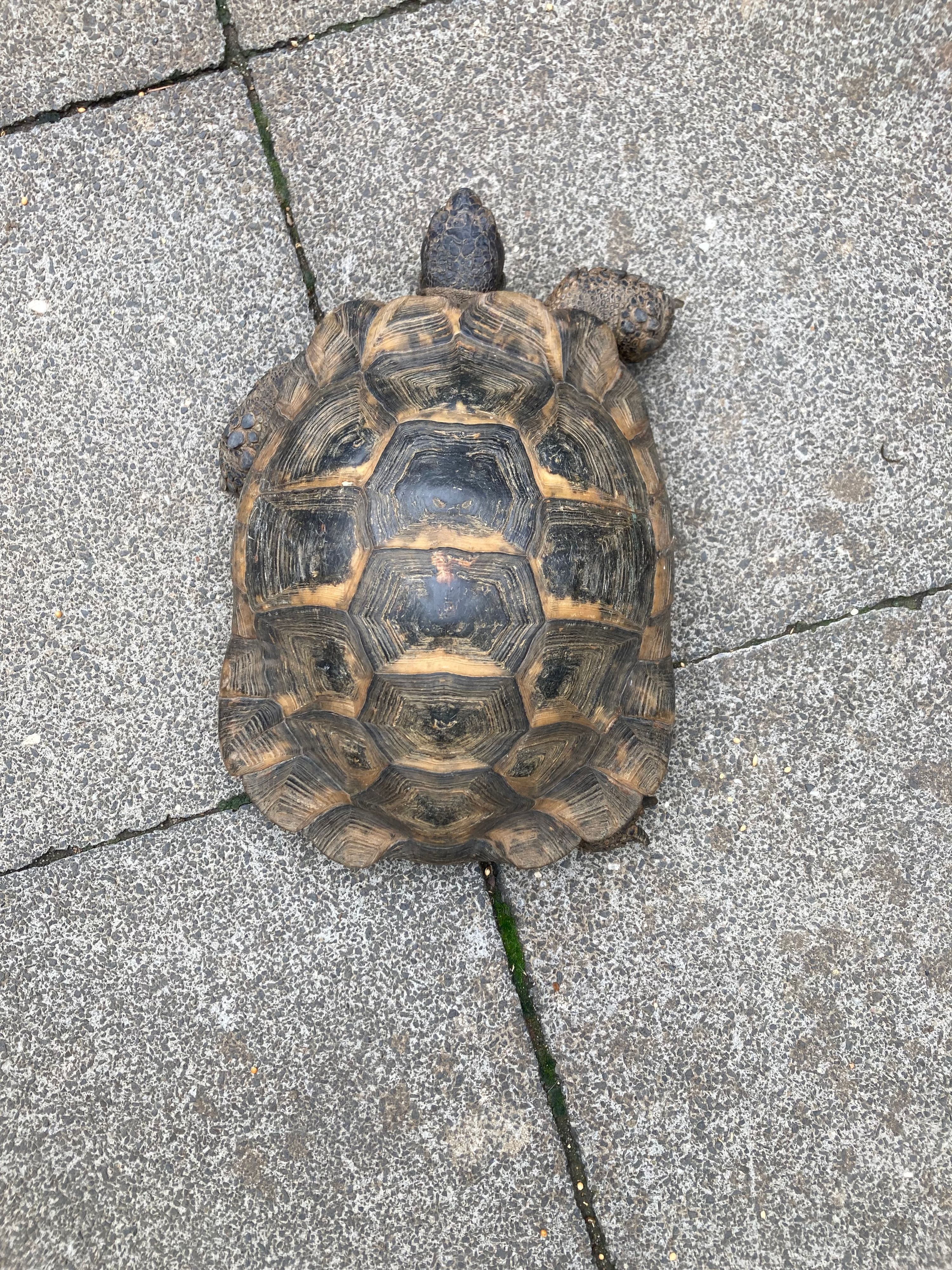 Das Bild zeigt eine Schildkröte