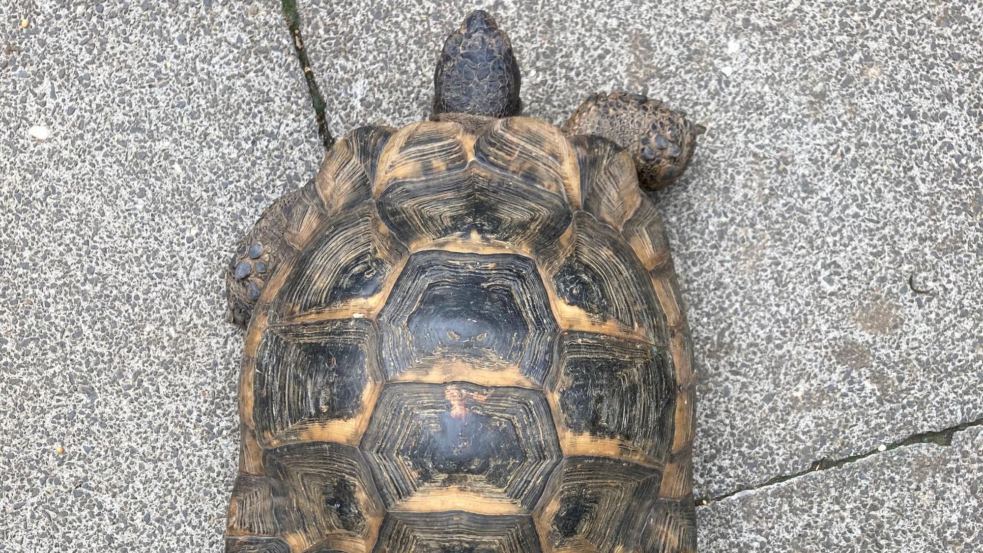 Das Bild zeigt eine Schildkröte.
