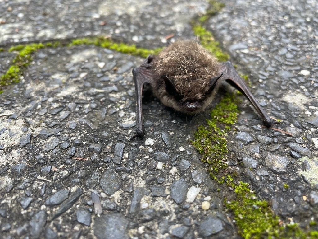 Eine Fledermaus sitzt auf dem Boden.