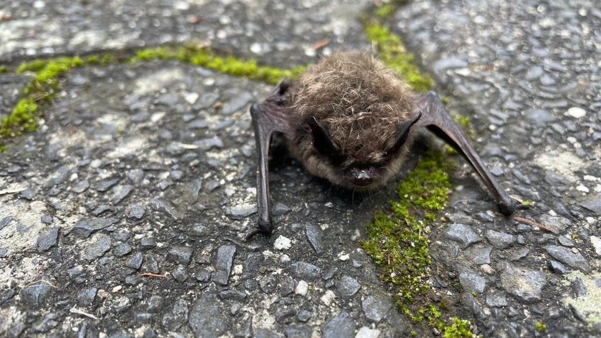 Eine Fledermaus sitzt auf dem Boden.