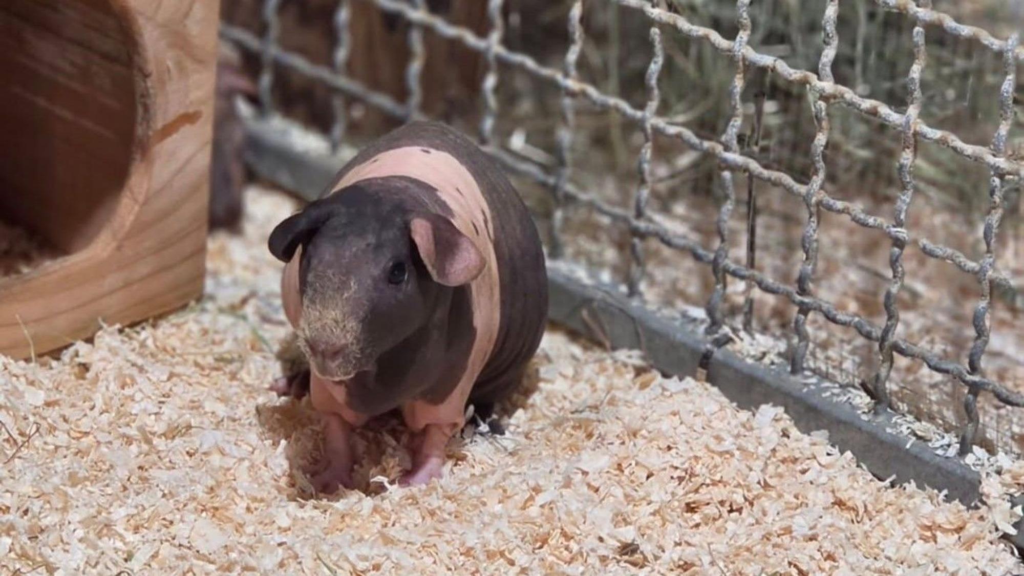 Bei 15 der ausgesetzten Meerschweinchen handelt es sich um Nacktmeerschweinchen, die besonders empfindlich sind.