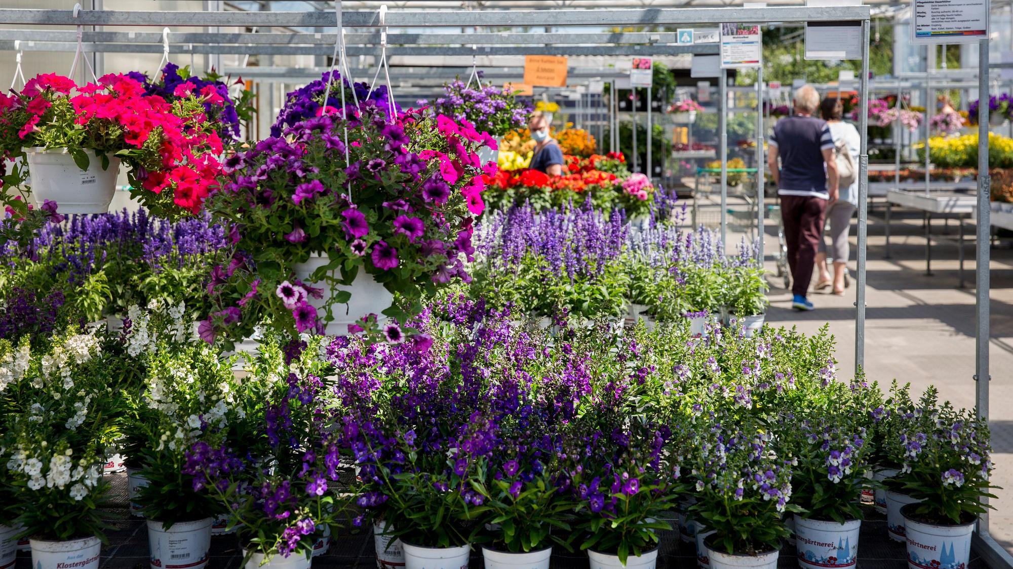 Blumen in der Klostergärtnerei der Alexianer. (Archivbild)