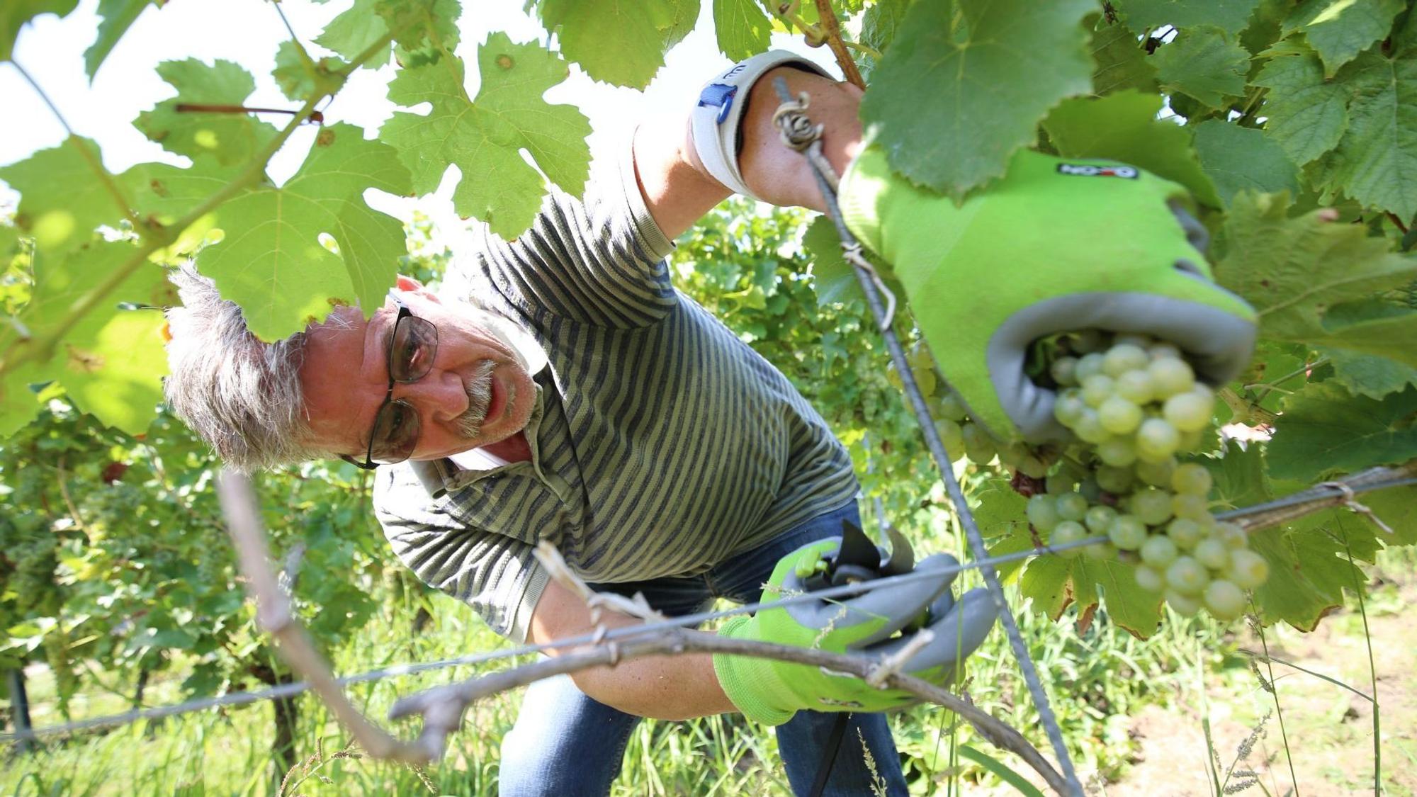 Ein Mann bei der Weinlese.