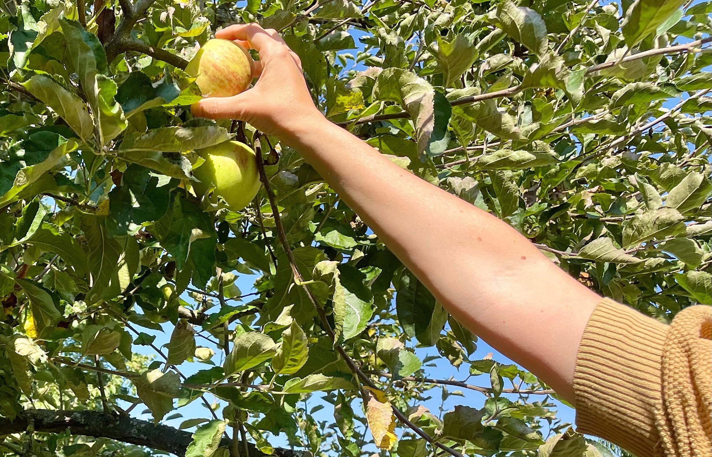 Apfel selber pflücken vom Baum.