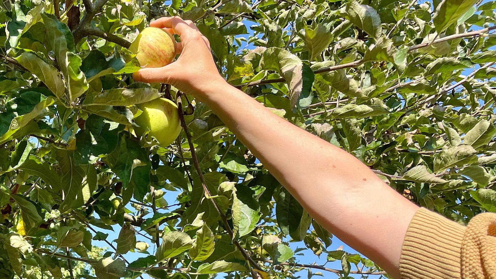 Apfel selber pflücken vom Baum.