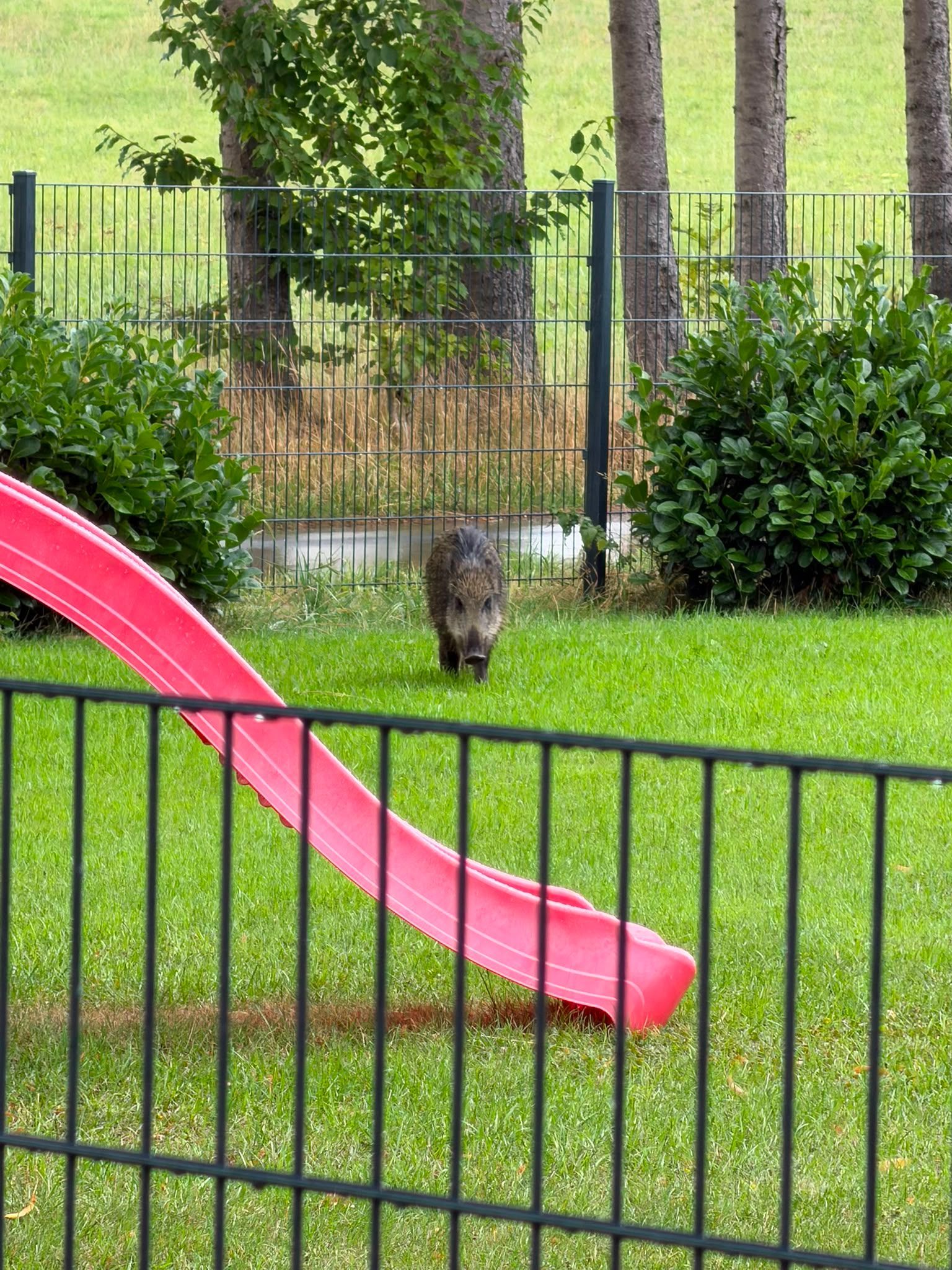Ein junges Wildschwein läuft in einem Garten auf eine Kinderrutsche zu.