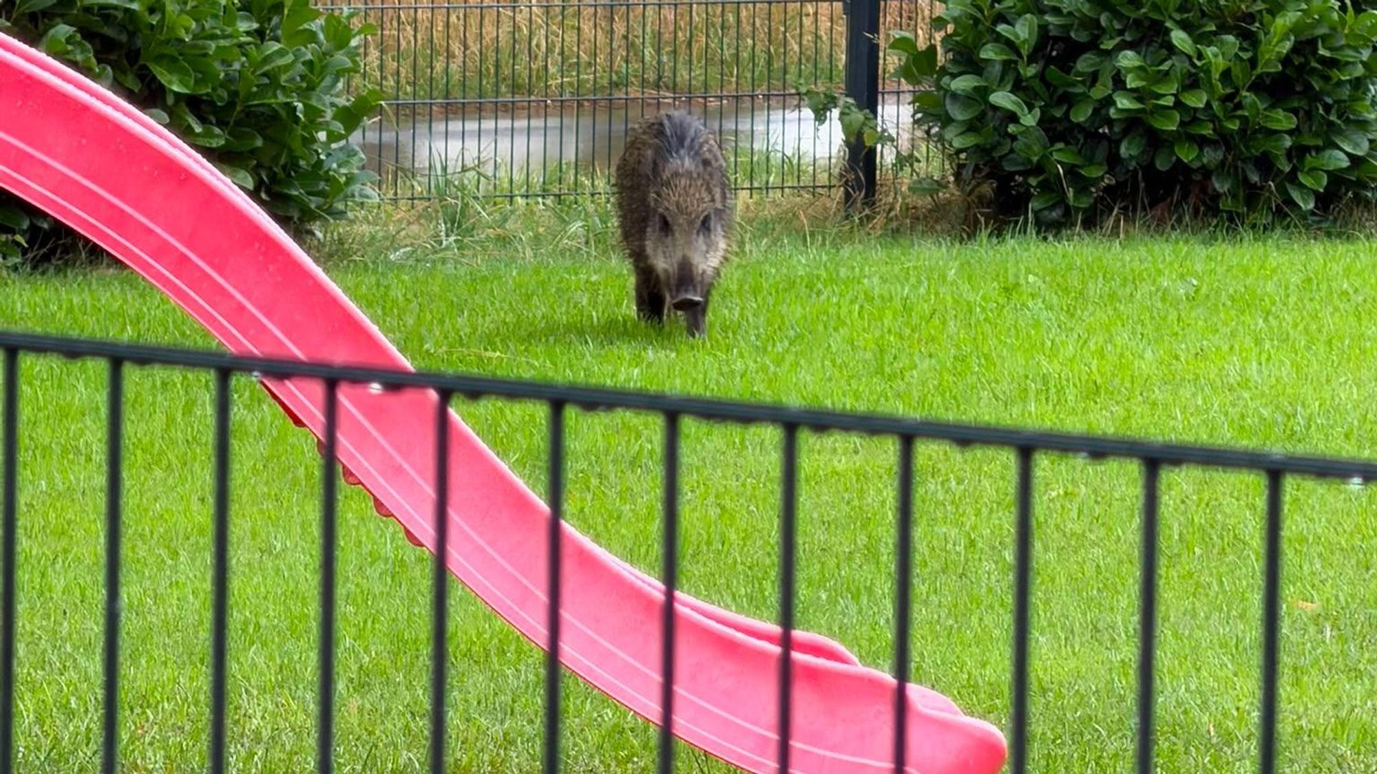 Ein junges Wildschwein läuft in einem Garten auf eine Kinderrutsche zu.