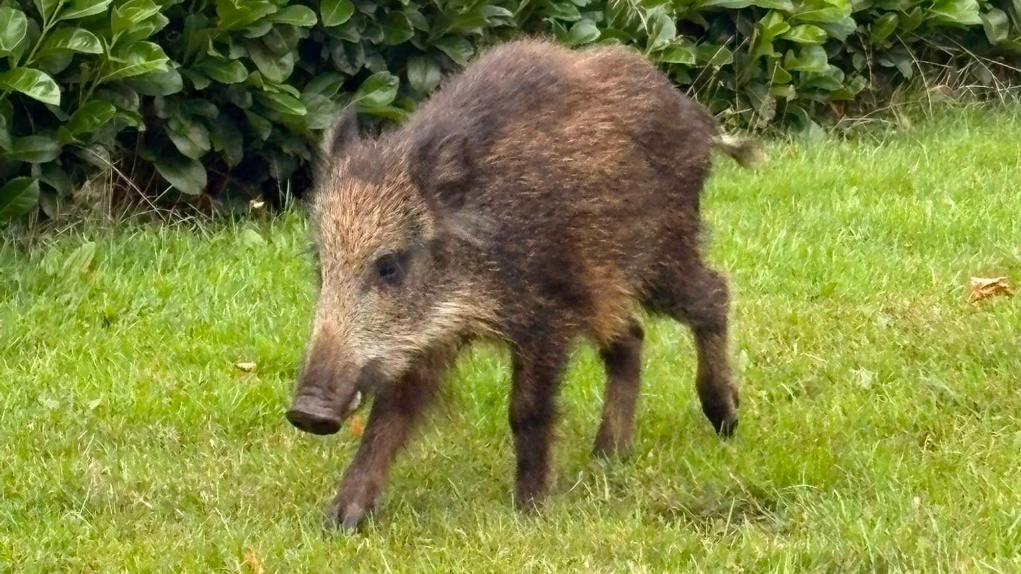 Ein junges Wildschwein läuft vor einer Kirschlorbeerhecke über den grünen Rasen in einem Garten.