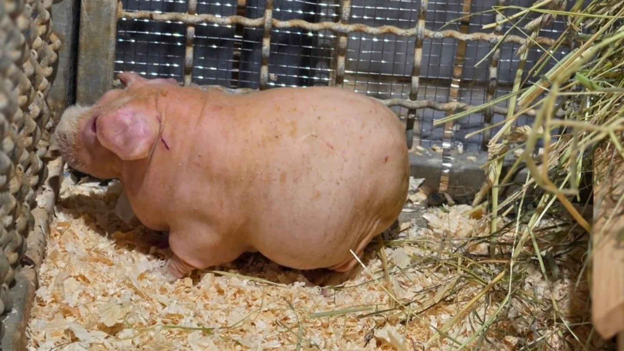 Meerschweinchen Bonn