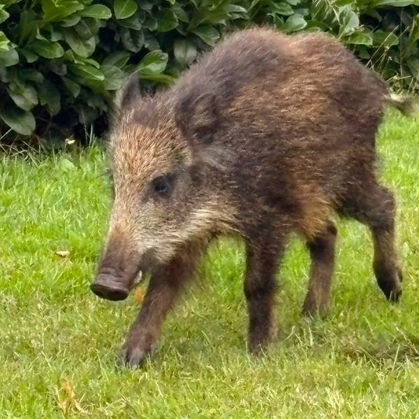 Ein junges Wildschwein hat sich am 26. August in ein Neubeugebiet in Marmagen verirrt.