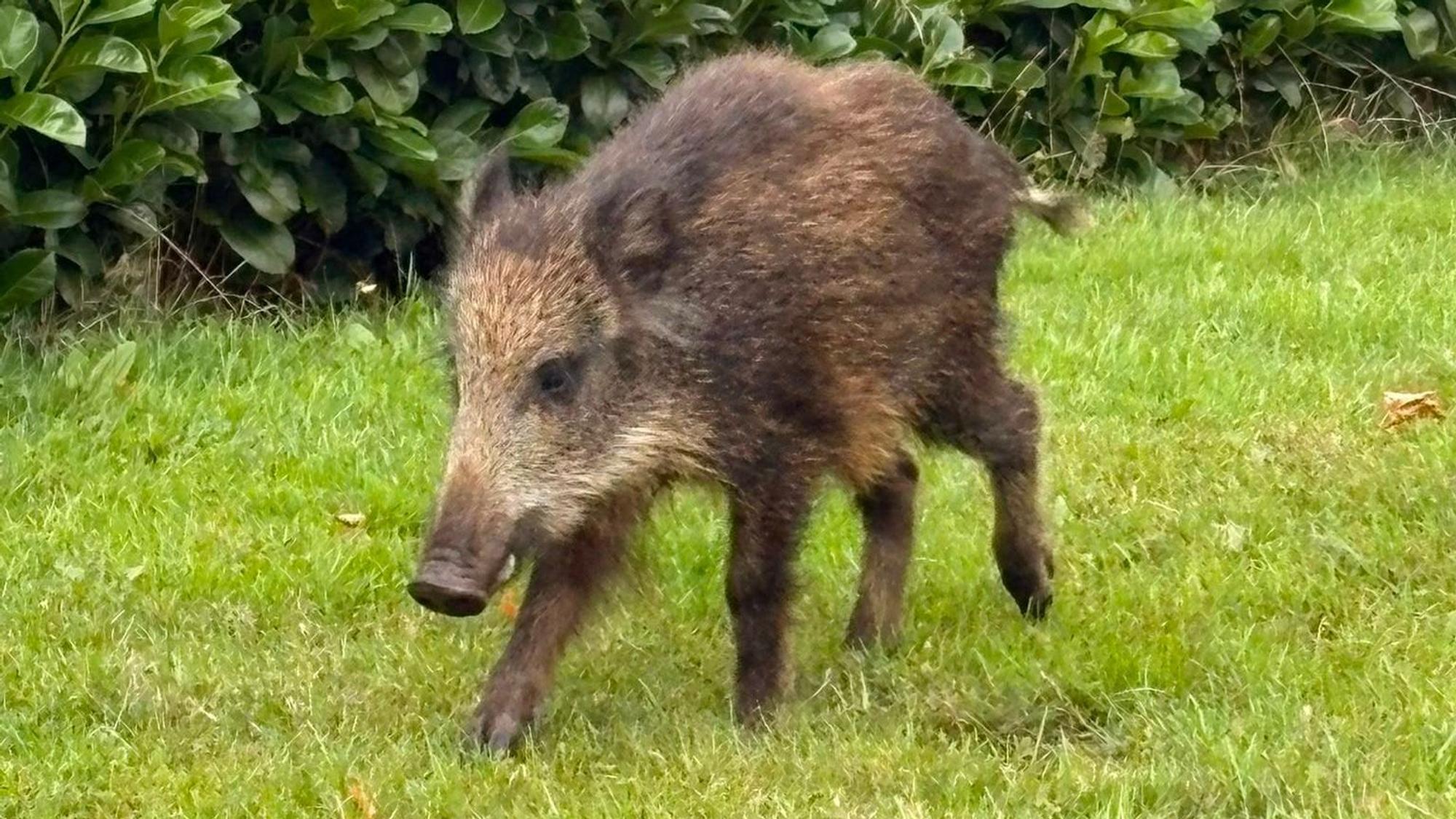 Ein junges Wildschwein hat sich am 26. August in ein Neubeugebiet in Marmagen verirrt.