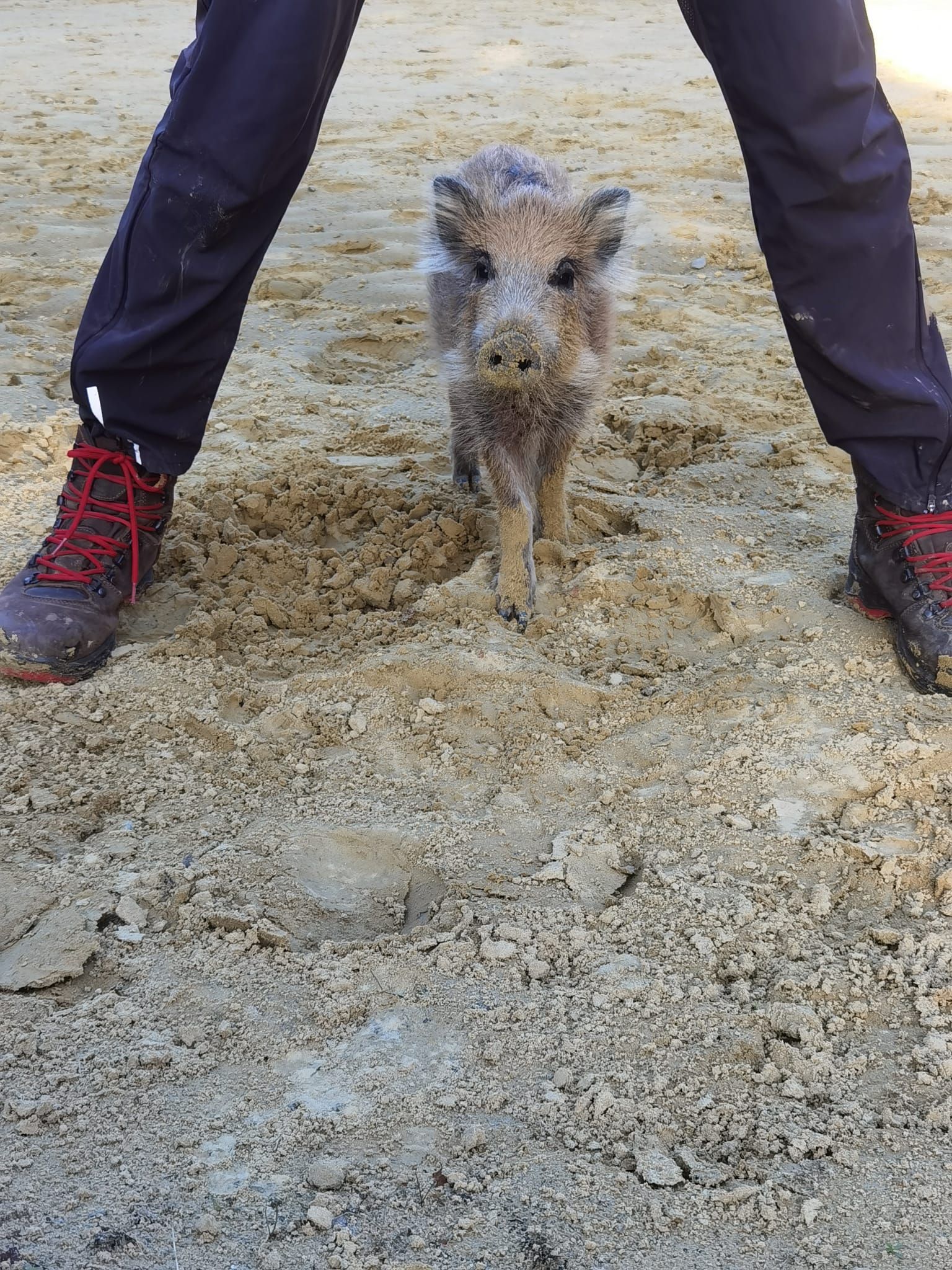 Ein Frischling steht im Sand zwischen den Beinen seiner neuen Ziehmutter.