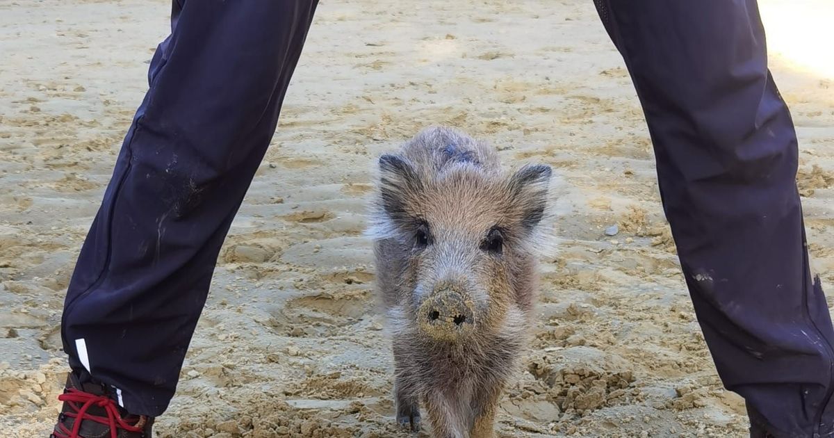 Tierwelt: Frischling Friedrichs beschwerliche Reise zum neuen zu Hause