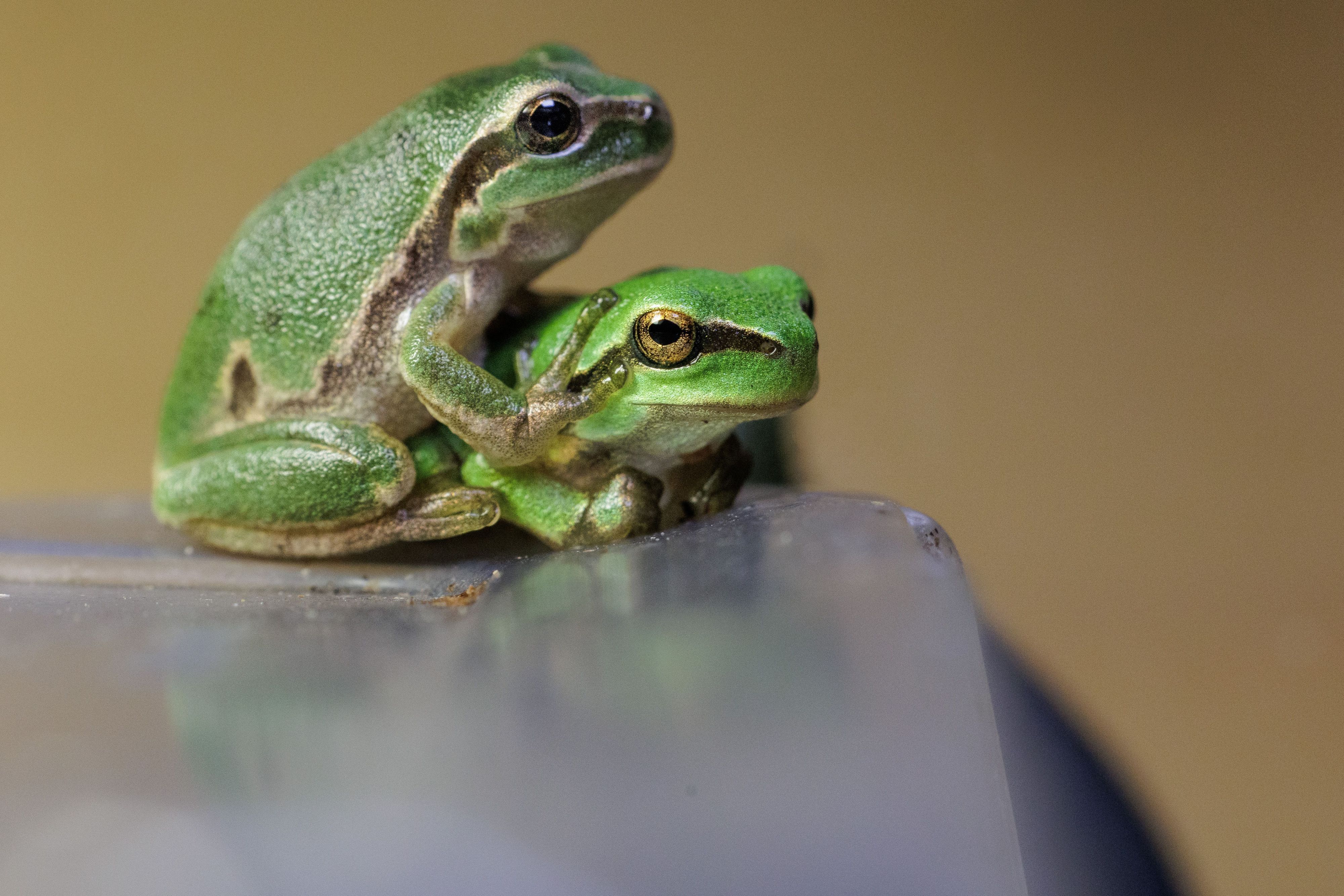 Frisch gewandelte Jungfrösche sitzen in einem Terrarium im Bildungshaus Modexen in Brakel. Die Bestände der Amphibienart sind in NRW nahezu. verschwunden, deshalb wurde jetzt ein Zuchtprogramm initiiert.