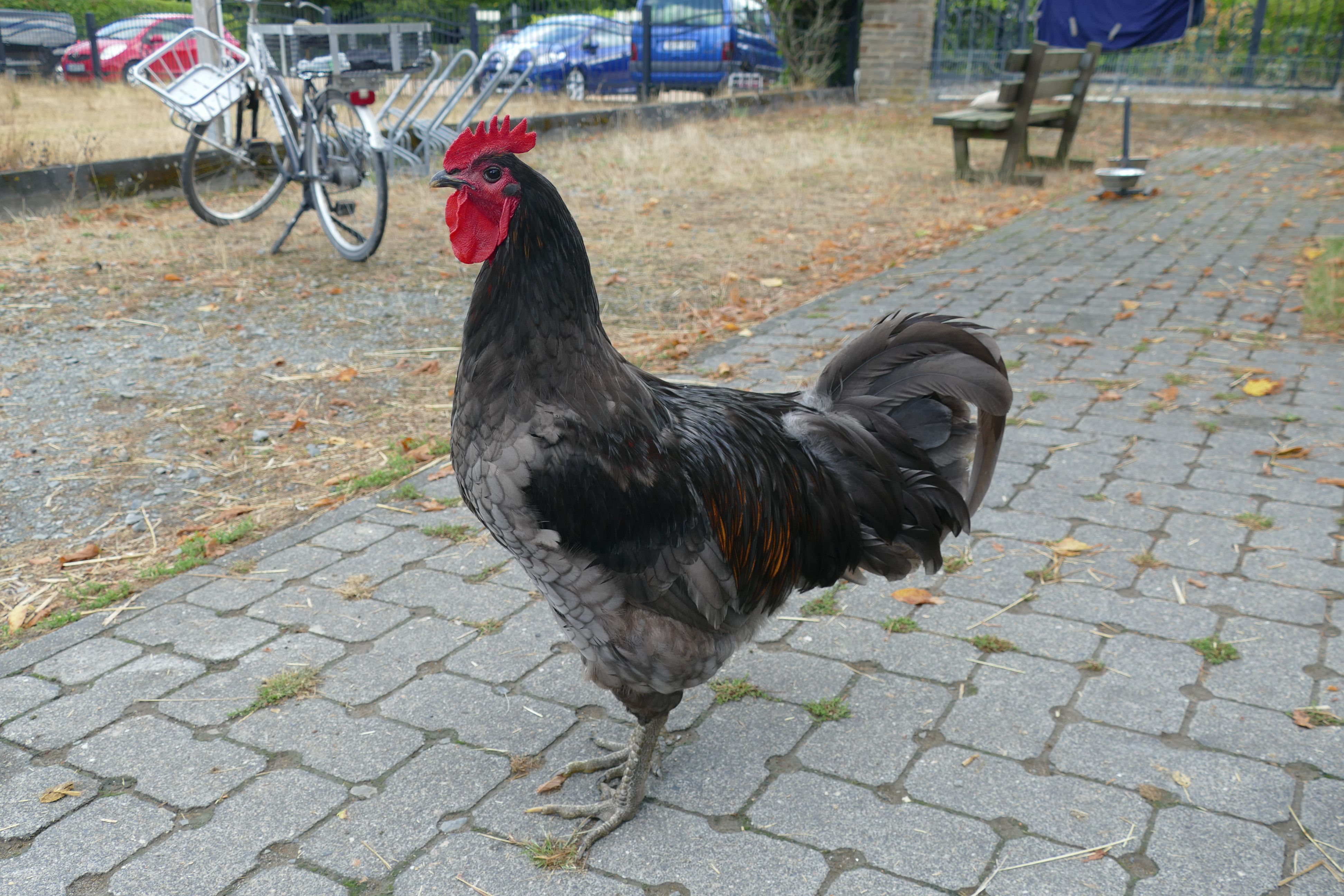 Ein schwarzer Hahn steht auf einem gepflasterten Weg.