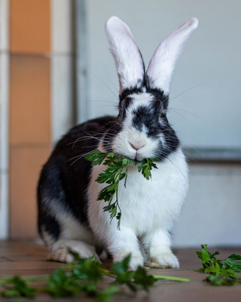 Ein schwarz-weißes Kaninchen.