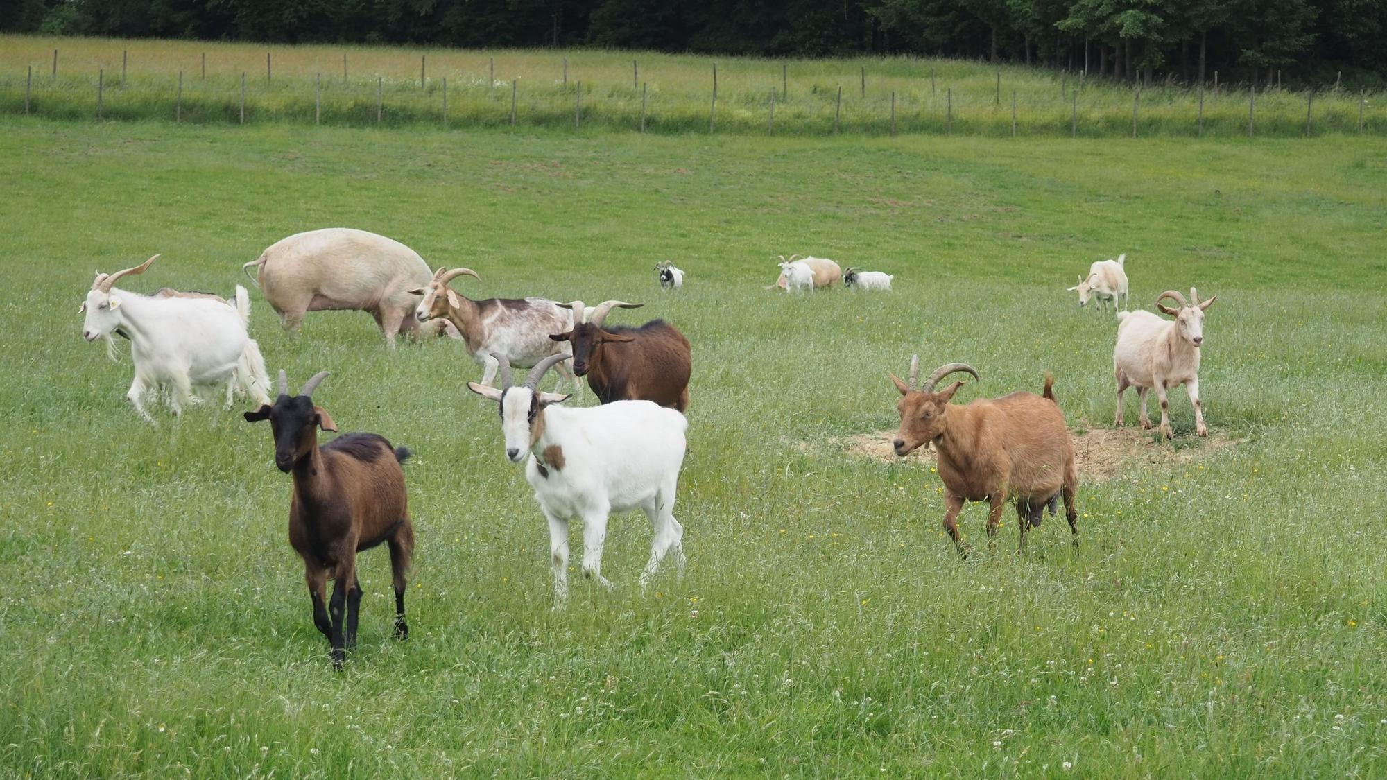 Mehrere Ziegen und ein Schwein stehen auf einer Wiese.