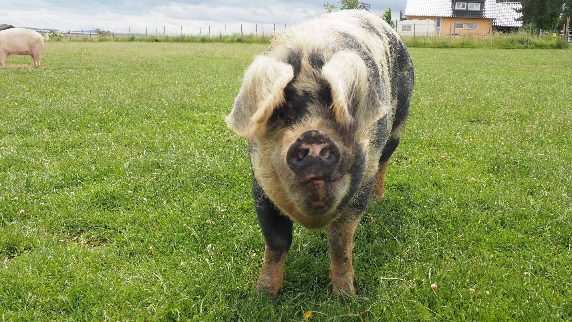 Ein geflecktes Schwein ist von vorne zu sehen.