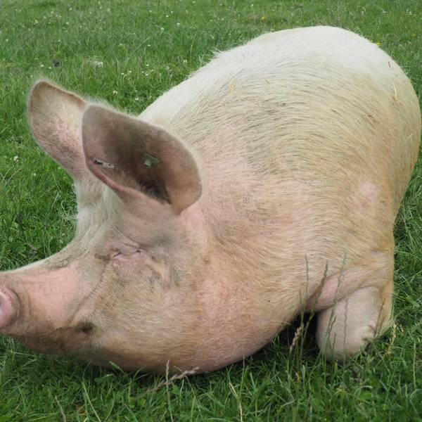 Ein Schwein liegt mit geschlossenen Augen auf einer Wiese.