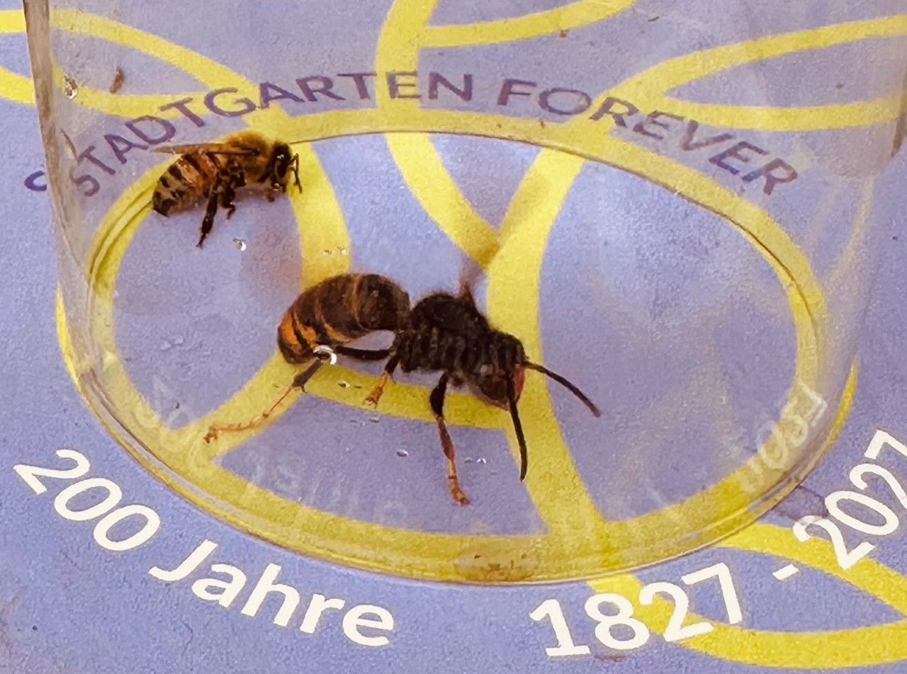 Eine asiatische Hornisse sitzt neben einer von ihr erbeuteten Biene, aus einem Bienenstock der Kölner Imkerin Iris Pinkepank.