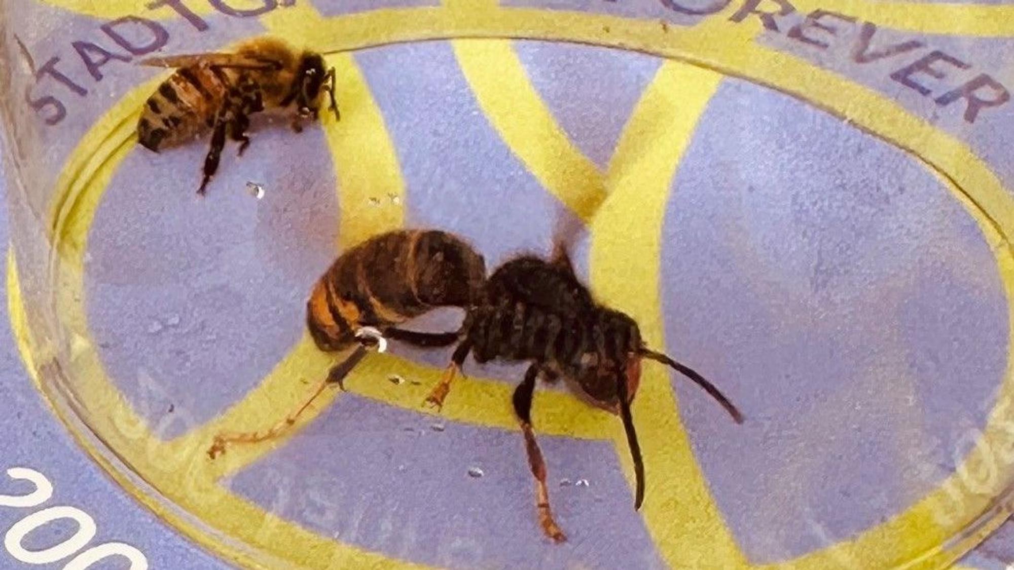 Eine asiatische Hornisse sitzt neben einer von ihr erbeuteten Biene, aus einem Bienenstock der Kölner Imkerin Iris Pinkepank.