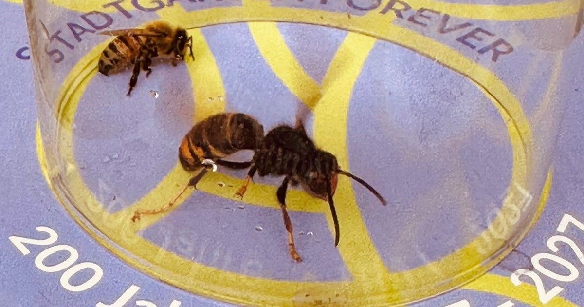 Direkt am Stadtgarten: Asiatische Hornisse breitet sich bis in Kölner ...