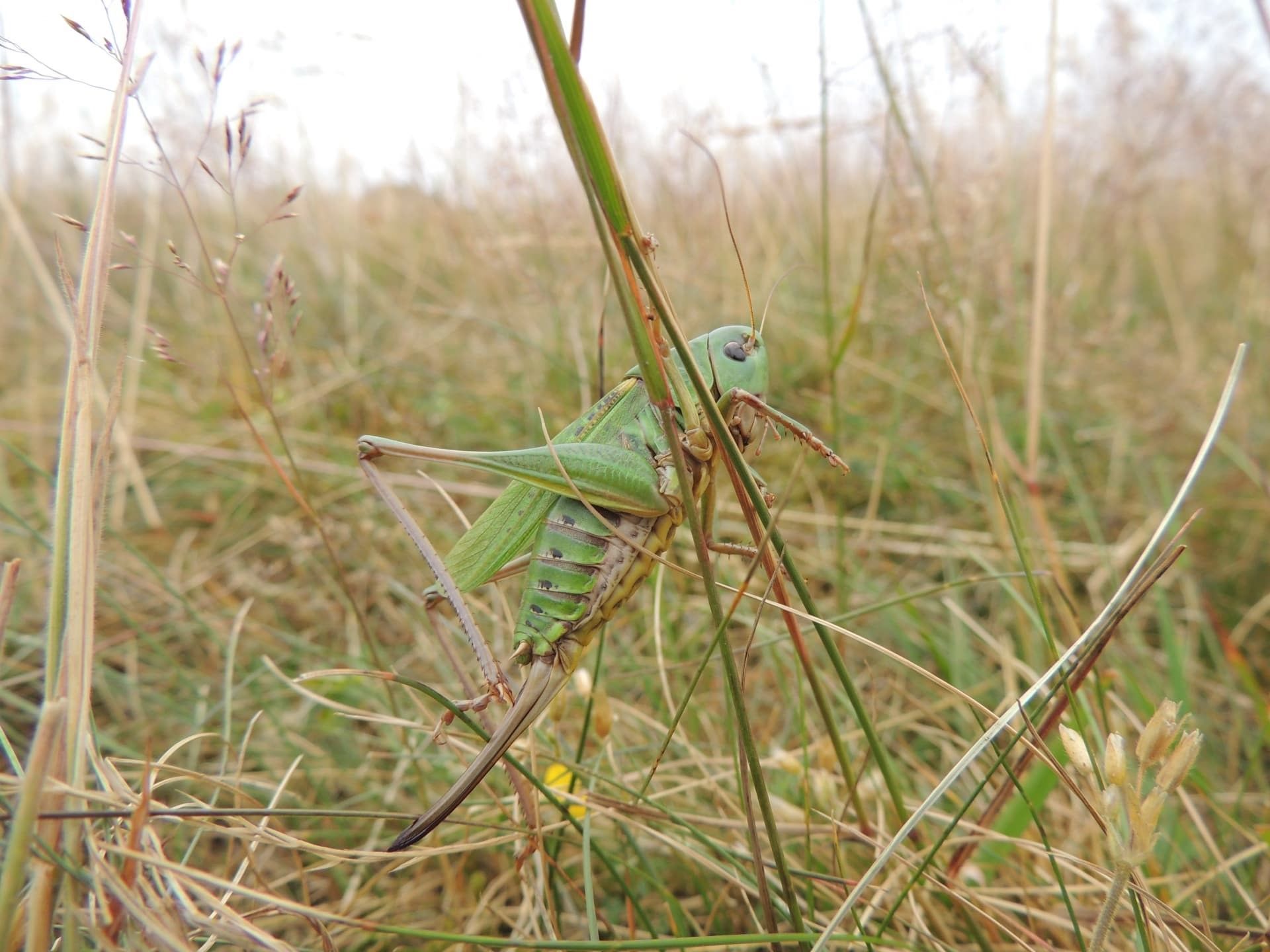 Das Foto zeigt einen Warzenbeißer im Gras.