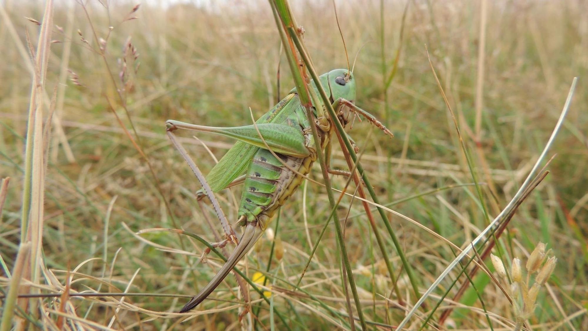 Das Foto zeigt einen Warzenbeißer im Gras.