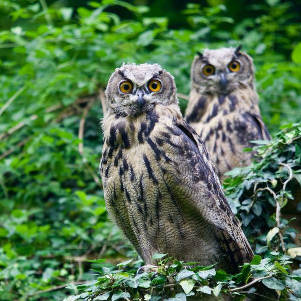 In Oberkassel ließen sich junge Uhus fotografieren