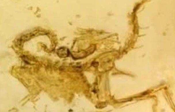 Diese seltenen Fossilien wurden gestohlen. Die Polizei bittet um Hinweise.