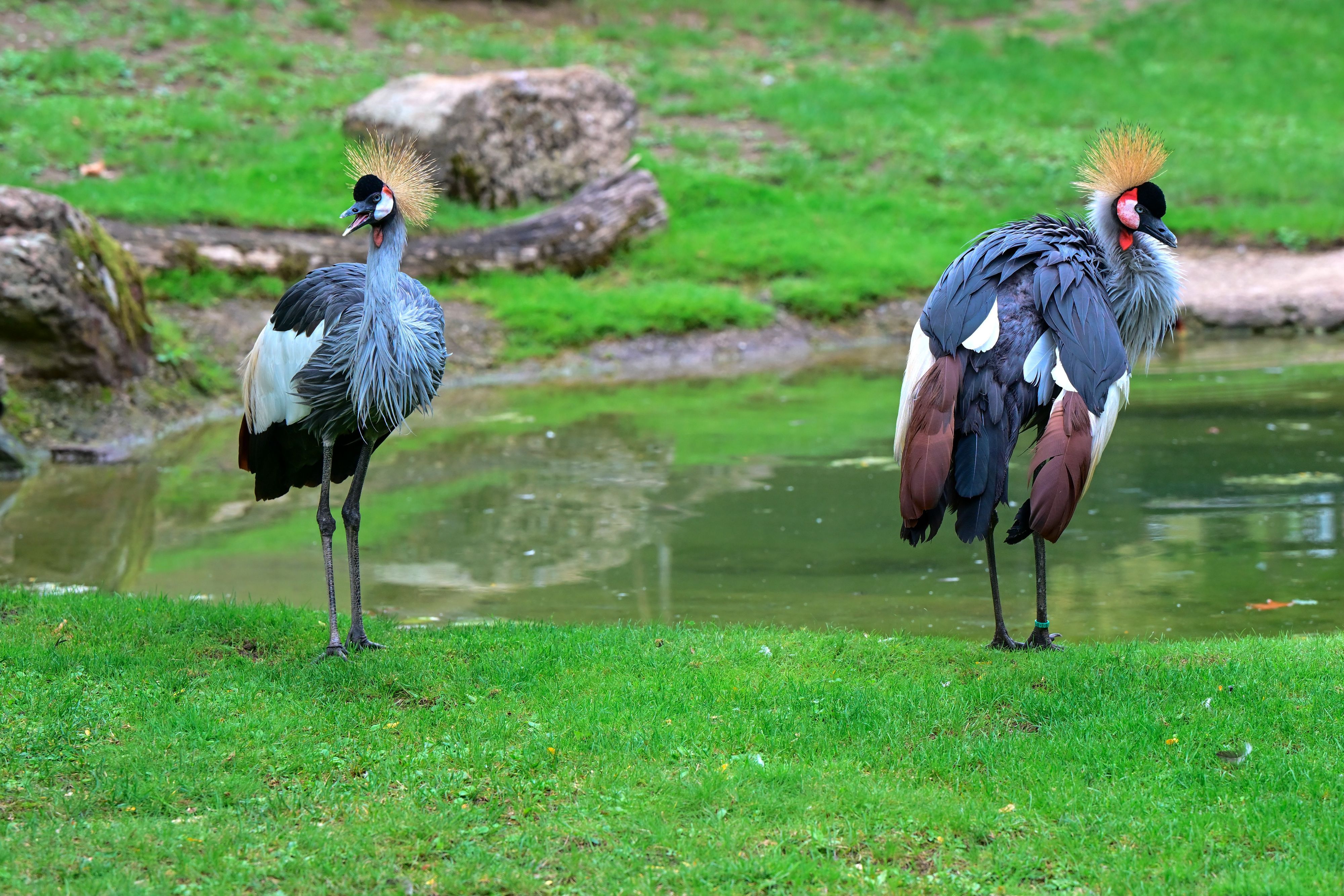 Das Kronenkranich-Paar Kibo und Mara im Hippodrom des Kölner Zoos.