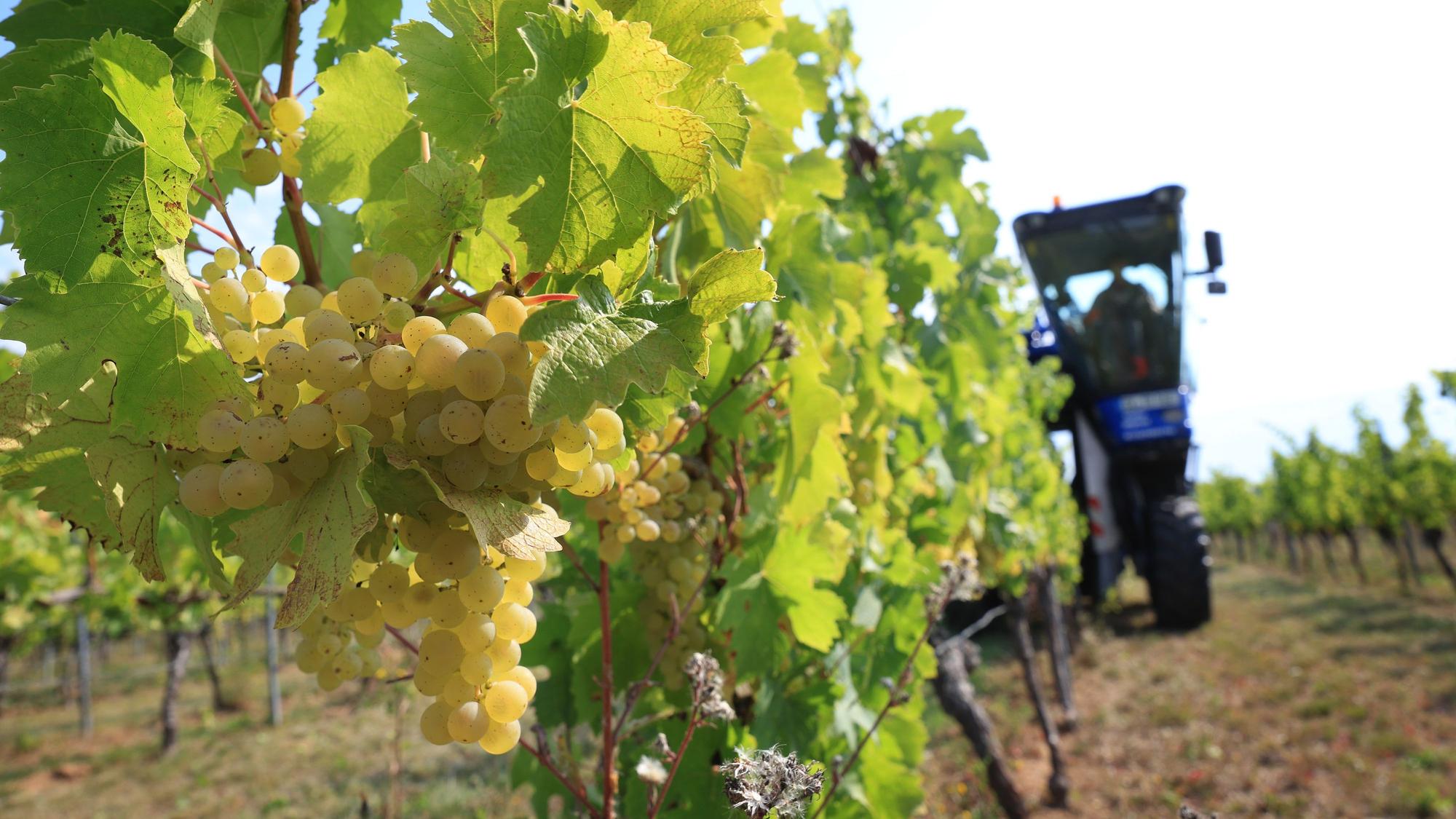 Ein Vollernter erntet in einem Weinberg Weintrauben.