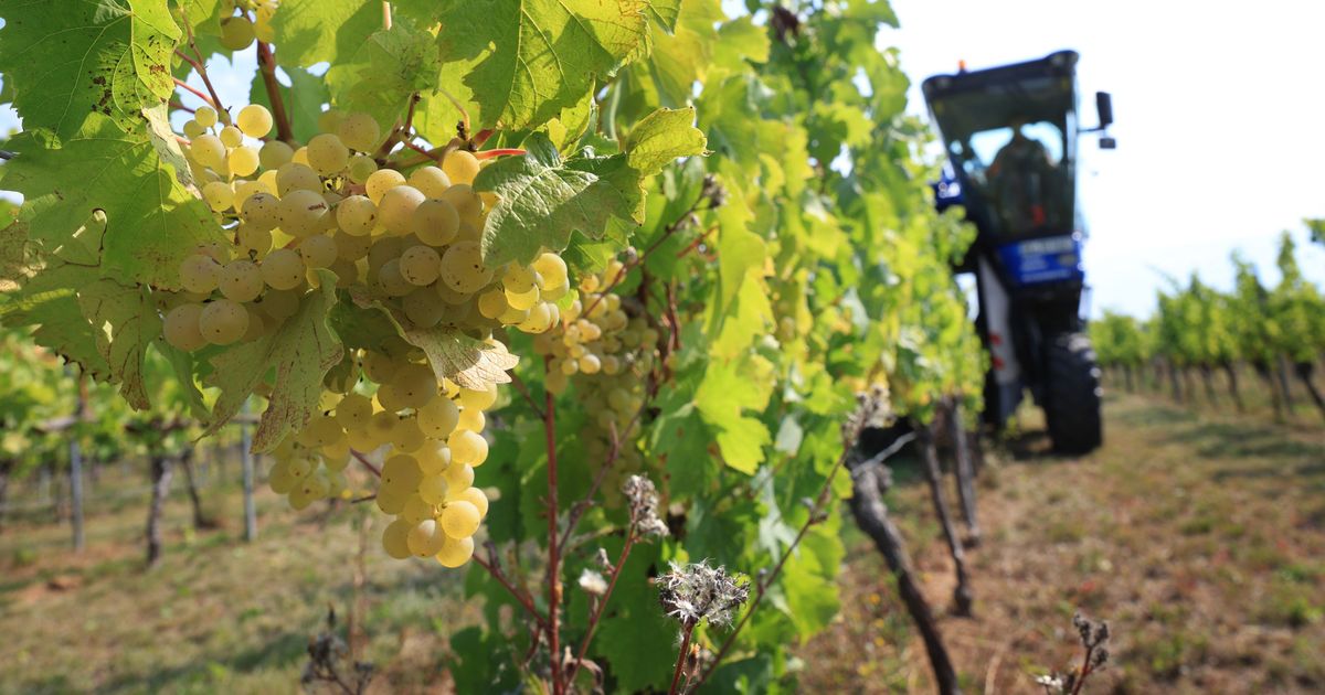 Ungewöhnlicher Fall: Nach Erntediebstählen in NRW – Diebe plündern ...