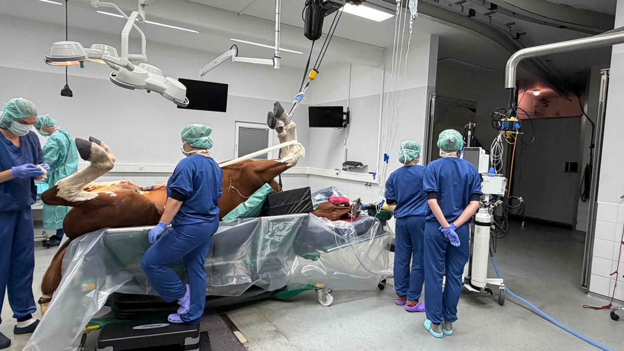 Eine Kastration ist in der Pferdeklinik Leichlingen ein typischer Routineeingriff.