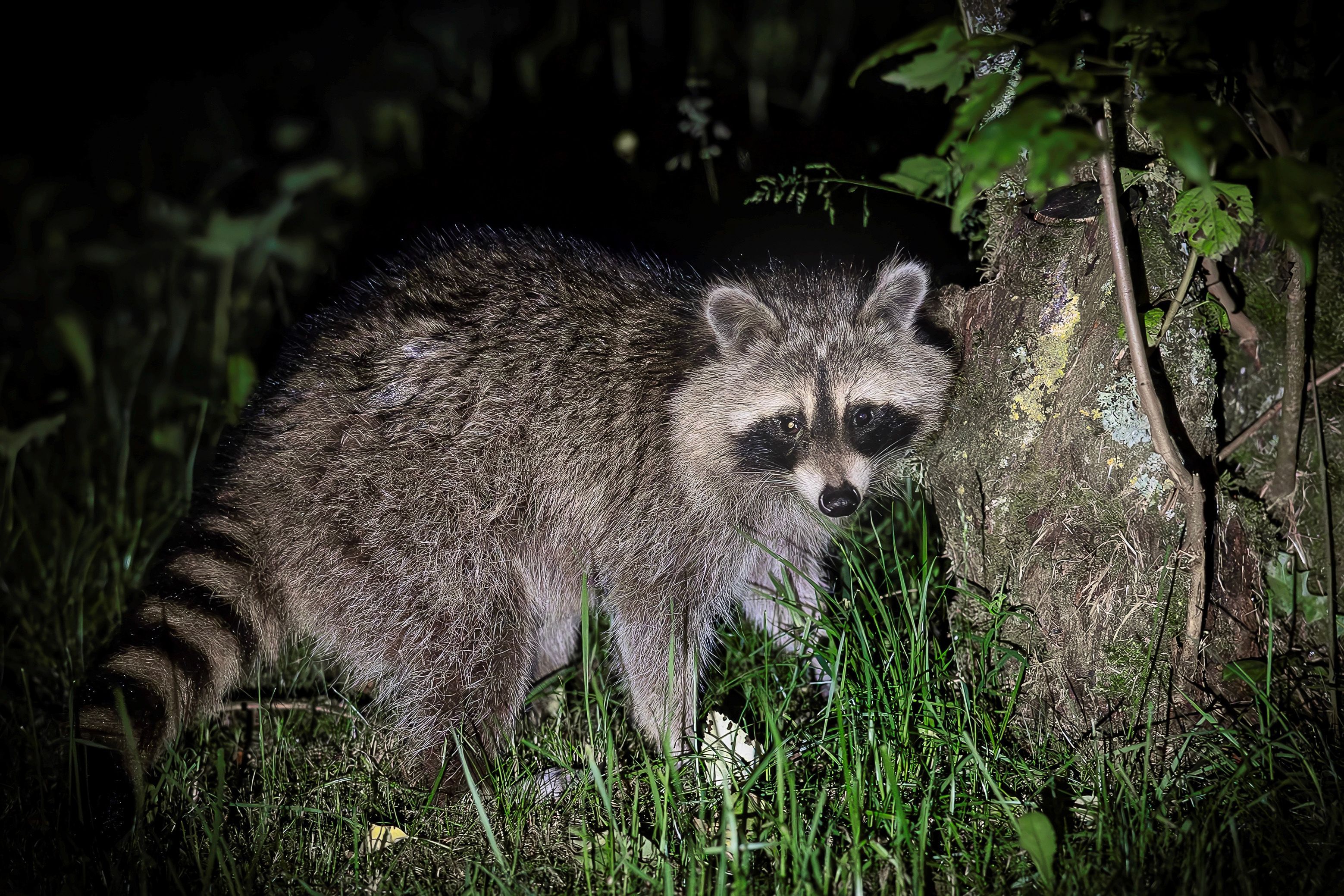 Das Bild zeigt einen Waschbären in einem Garten in der Eifel.