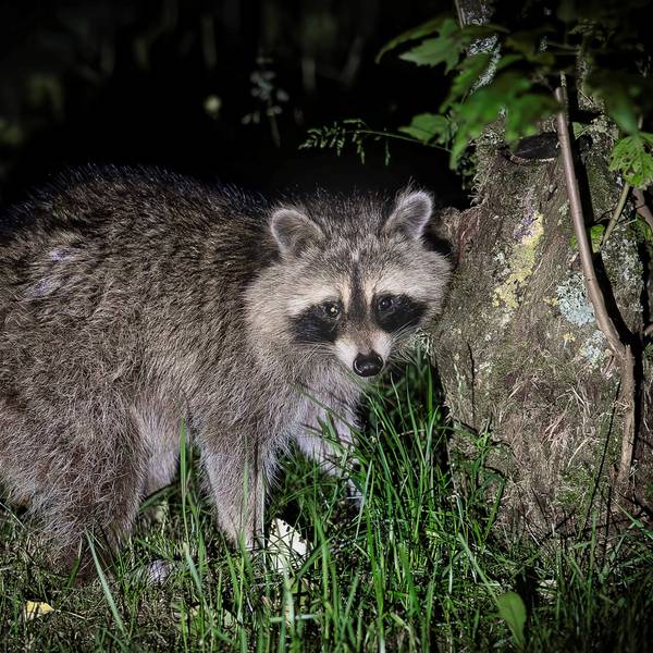 Das Bild zeigt einen Waschbären in einem Garten in der Eifel.