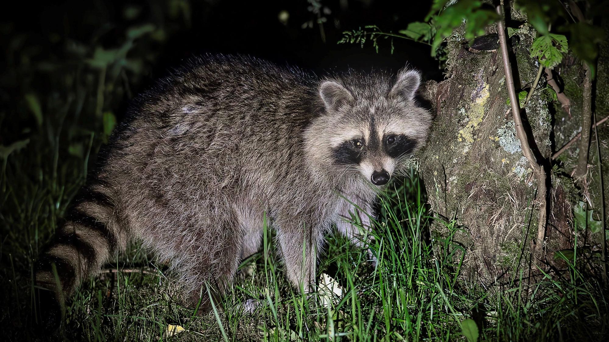 Das Bild zeigt einen Waschbären in einem Garten in der Eifel.
