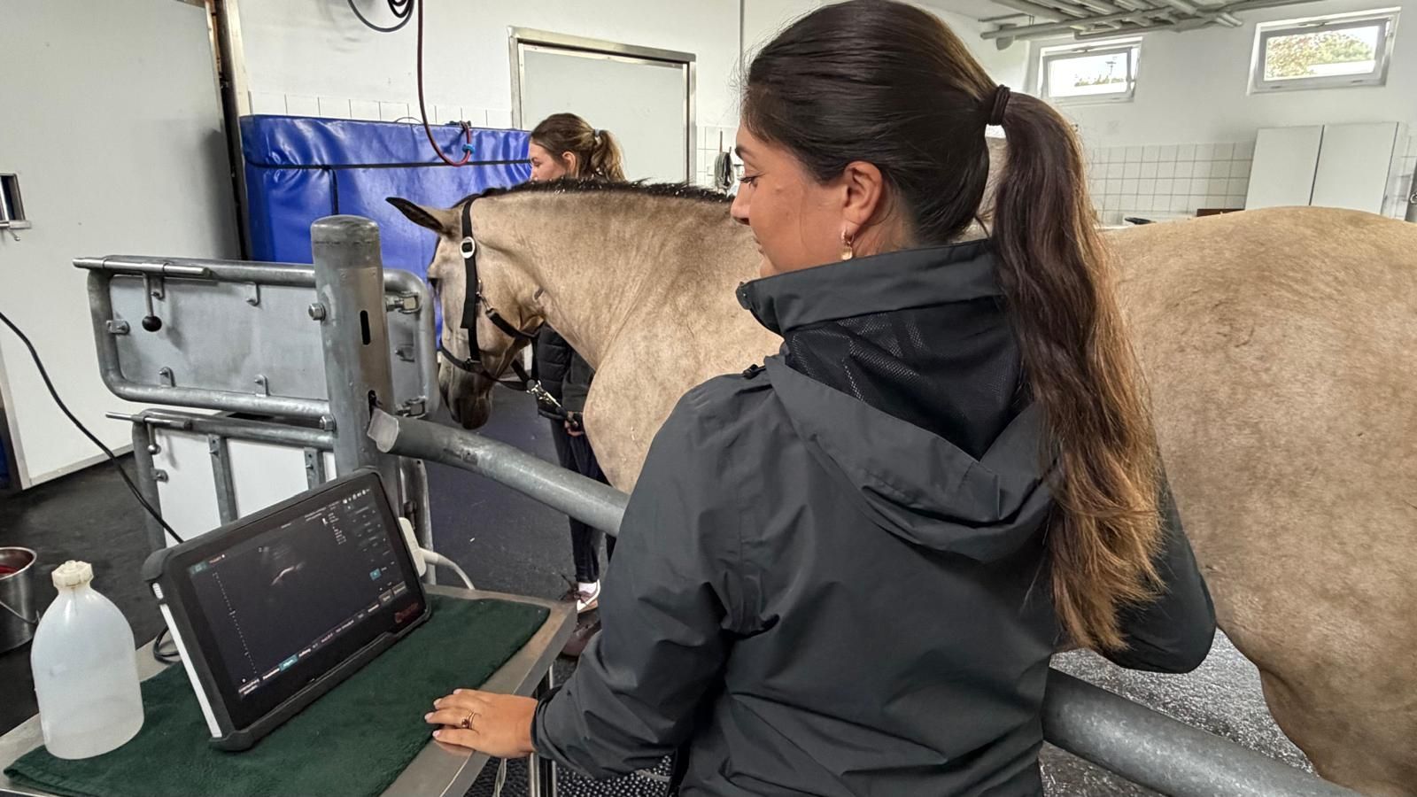 Letitia Stoll untersucht per Ultraschall den inneren Bauchbereich des Pferdes.