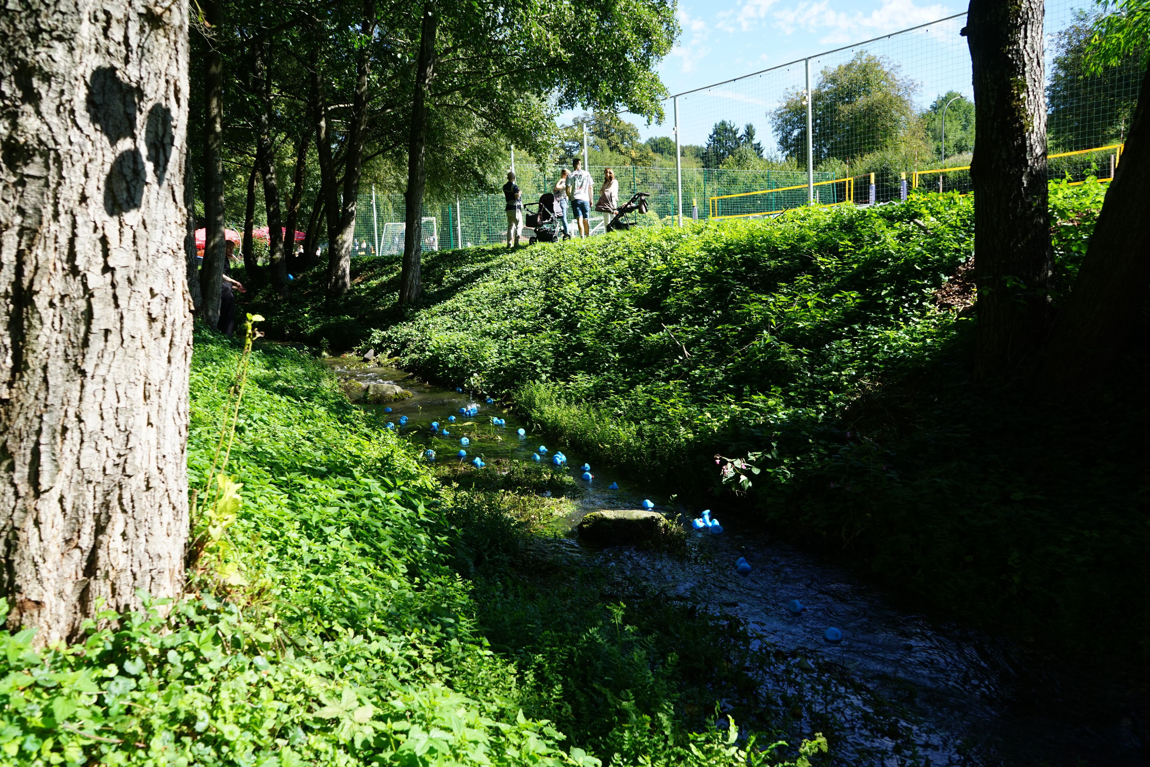 Entchen schwimmen auf der Strunde bei Herrenstrunden.