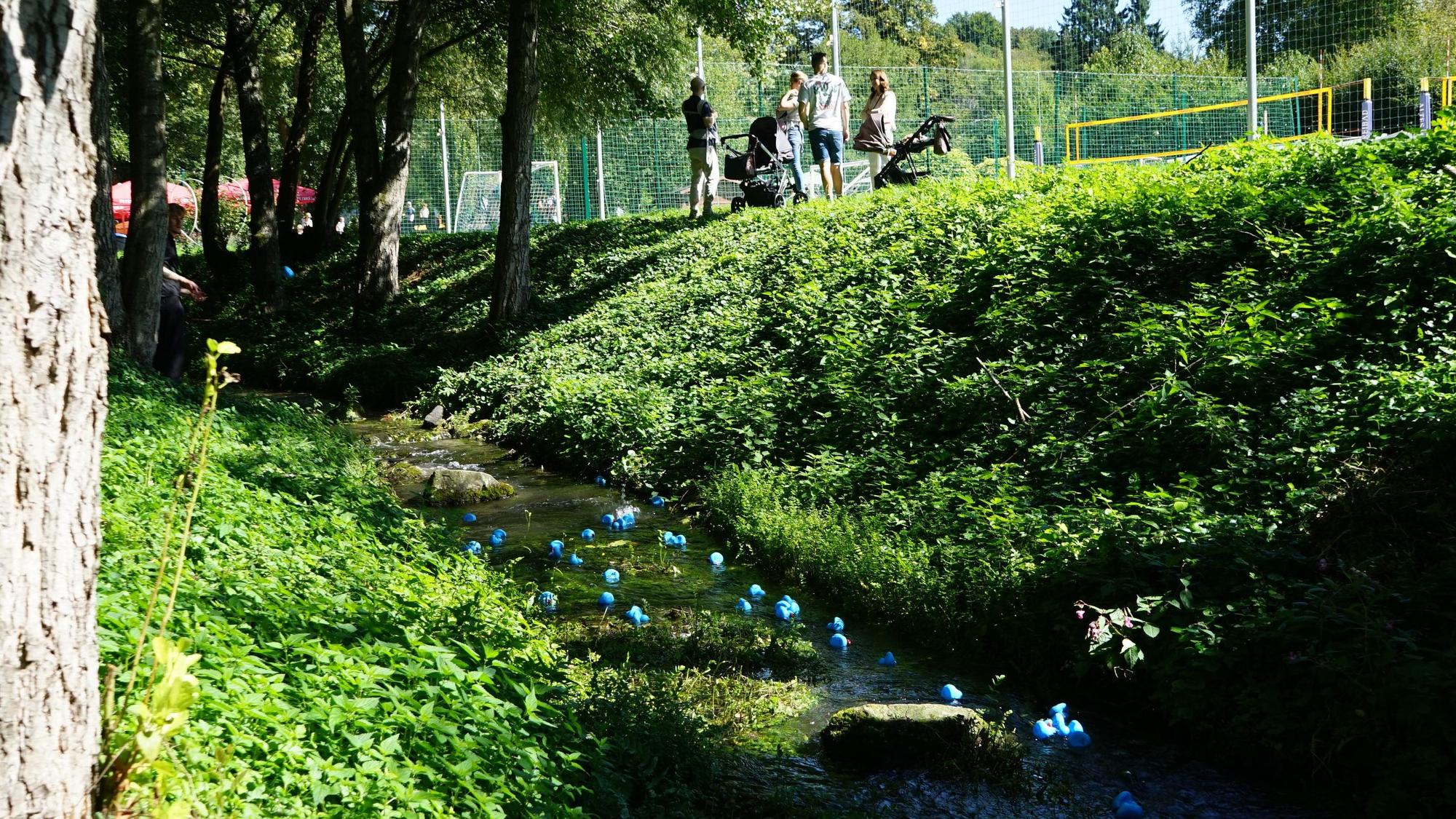 Entchen schwimmen auf der Strunde bei Herrenstrunden.