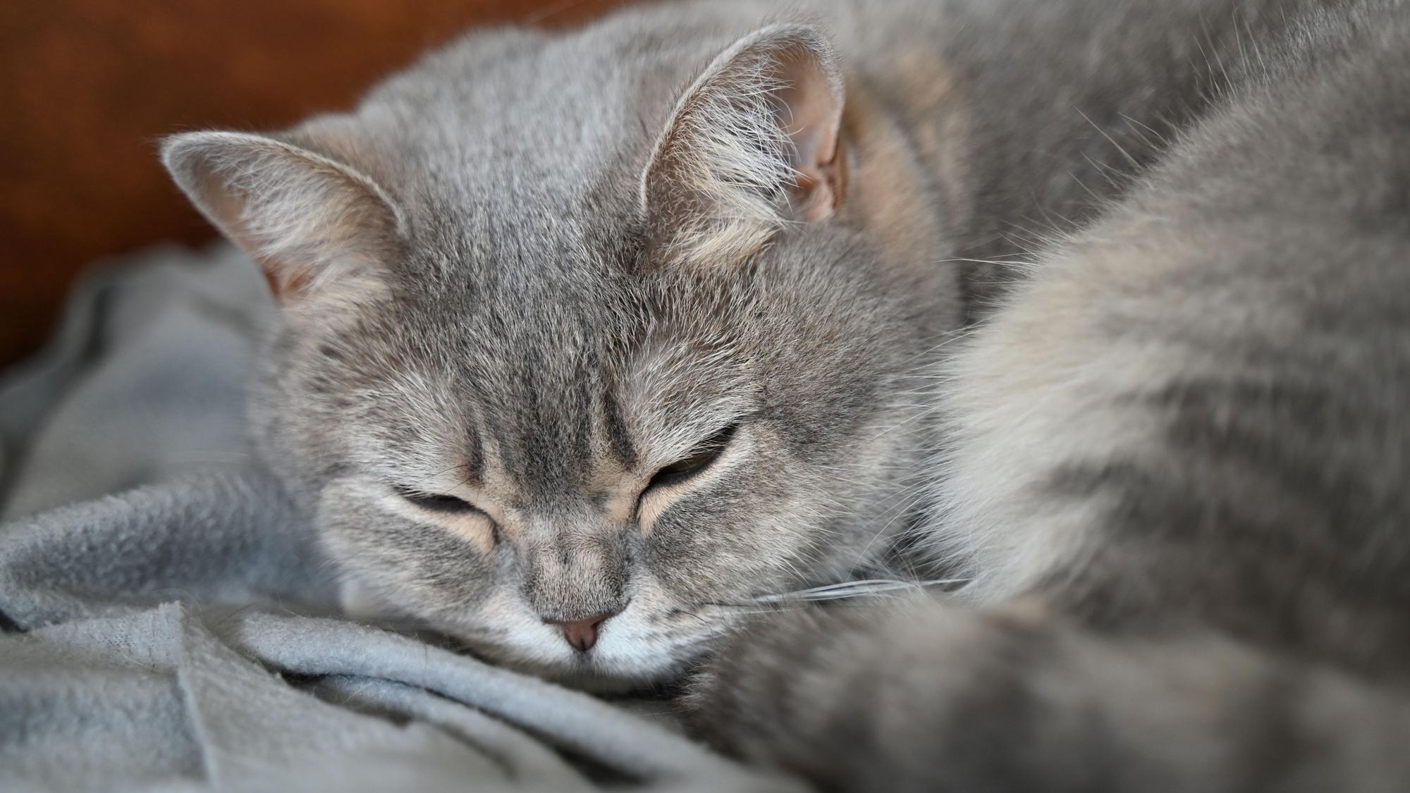 Eine französische Familie hat ihre auf einer Autobahnraststätte entlaufene Katze wieder einfangen können (Symbolbild)
